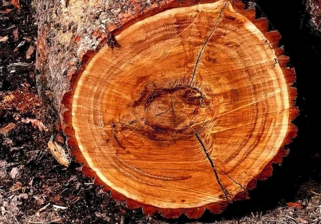 Строгание сырой древесины